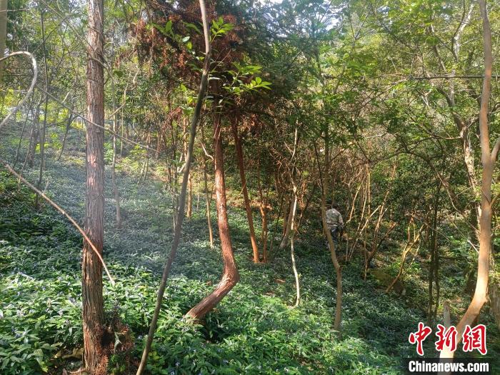GAME STAR登錄：“空心村”長出“致富草”：從一人試種到全村增收